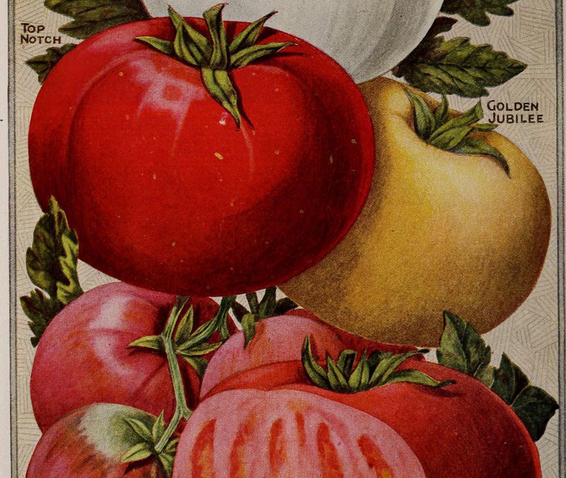 The Devil’s Fruit (or Is It a Vegetable?) – Why People Have Feared Tomatoes for 600 Years