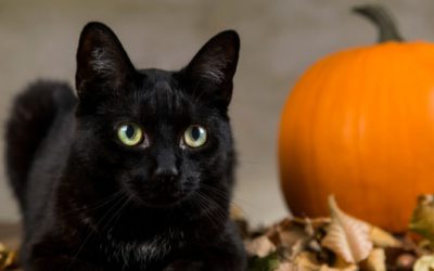 6 Ways to Make Halloween Safer for Your Pets