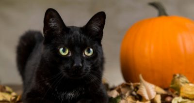 6 Ways to Make Halloween Safer for Your Pets