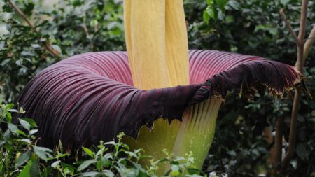 Stop and Smell the Corpses: Get to Know the Incredible Corpse Flower