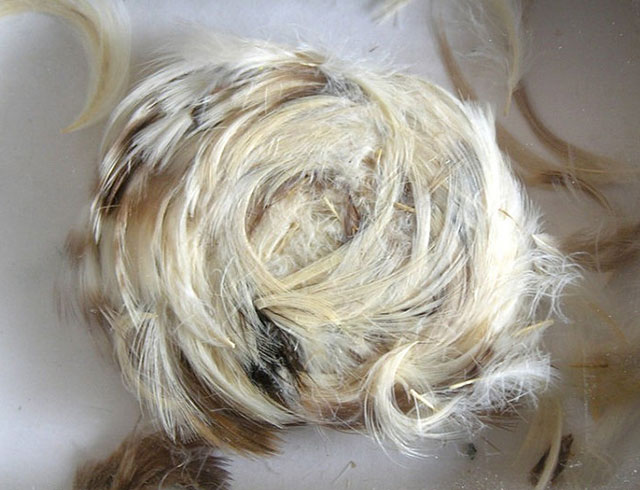 Feather Death Crowns – Appalachian Omens of Death
