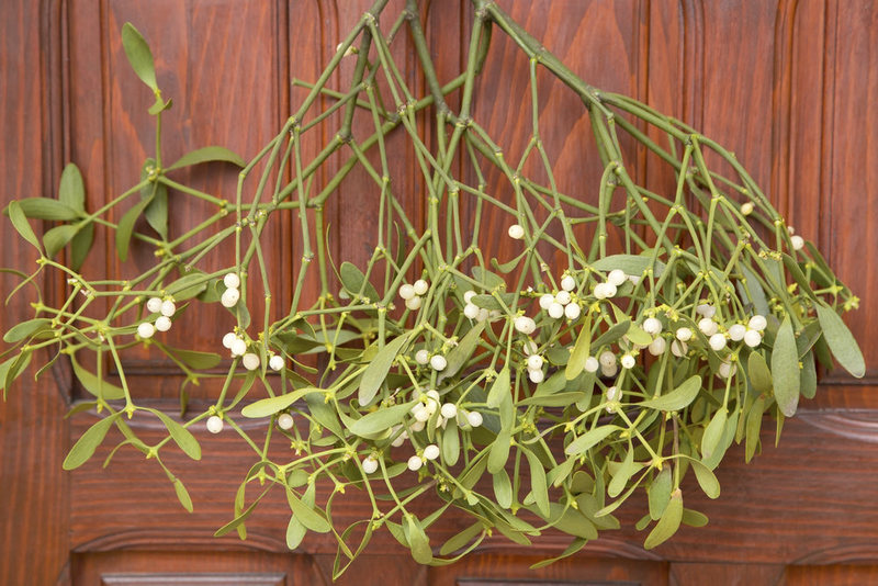 Mistletoe is a Parasitic Explosive Plant That Maybe You Shouldn’t Stand Underneath