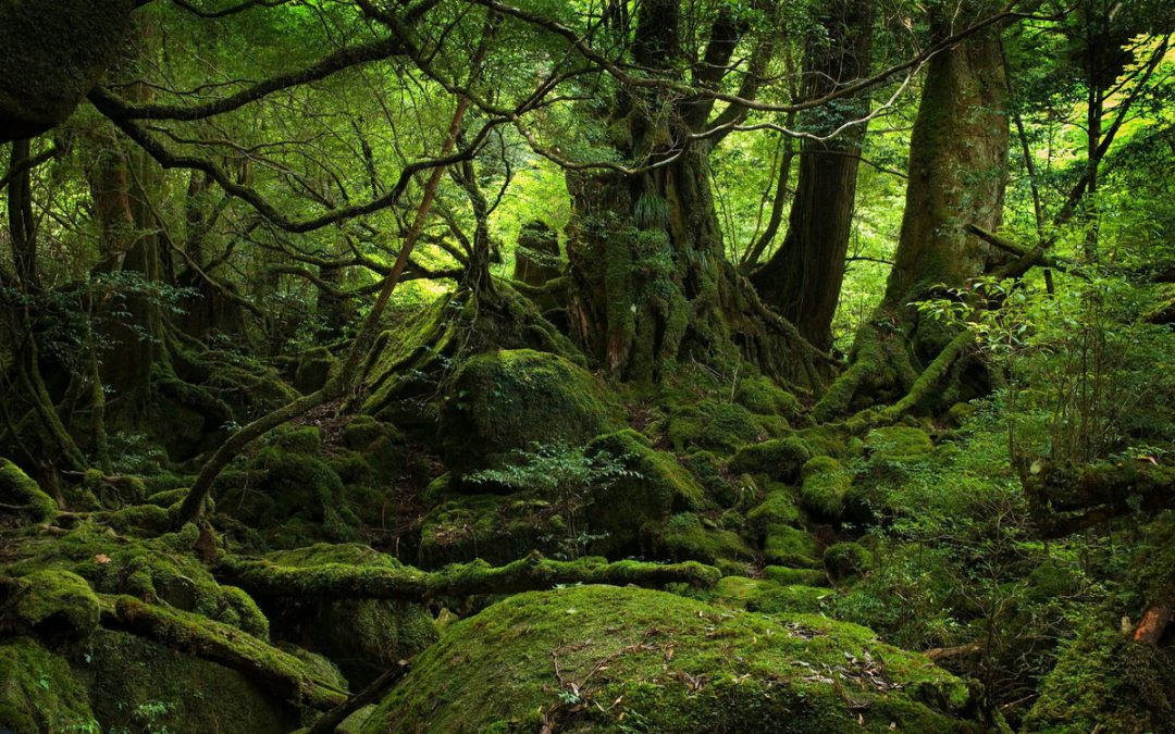 Final Destination:  Japan’s Suicide Forest