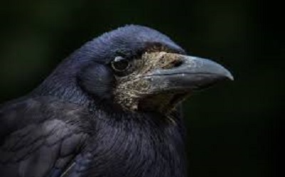 The Ancient Lore and Magic of Crows and Ravens